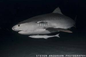 An early evening with a few Tiger Sharks is a great date!... by Steven Anderson 